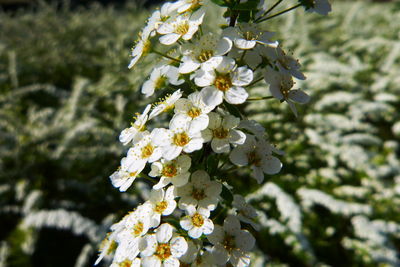 Close-up of white flowering plant