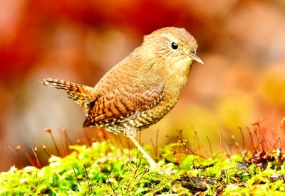 Close-up of bird perching on a field