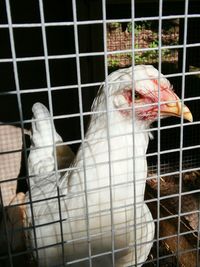 View of birds in cage