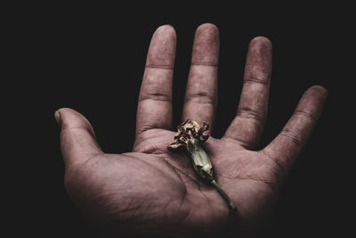 Cropped hand with dry flowers against black background