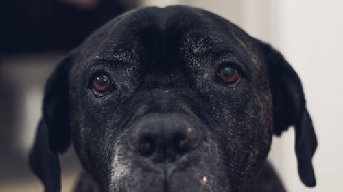 Close-up portrait of black dog