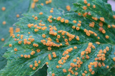 Close-up of orange flowering plant