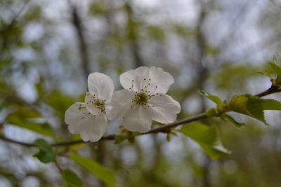 Close-up of white cherry blossoms in spring