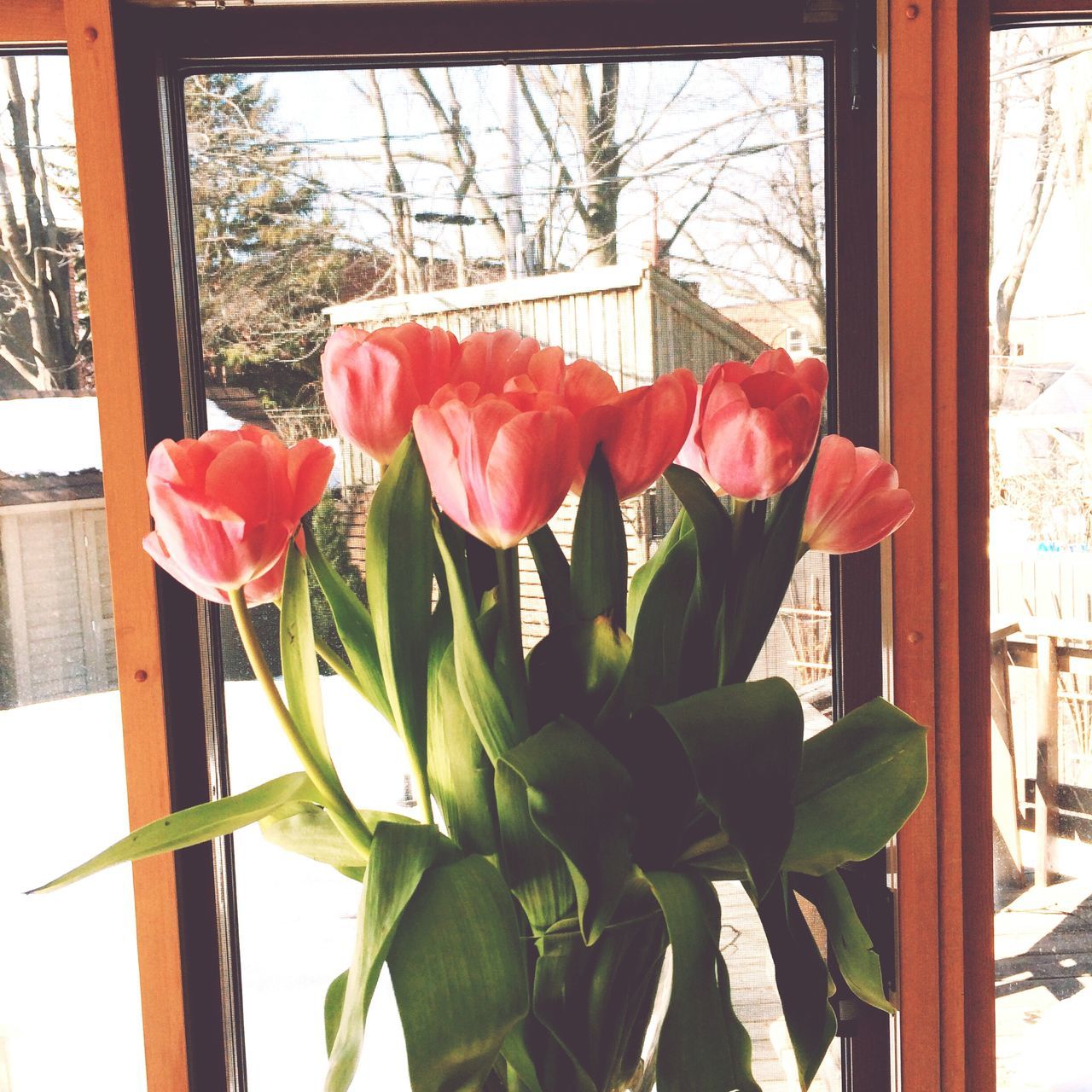 flower, indoors, window, growth, fragility, plant, red, petal, leaf, freshness, nature, beauty in nature, potted plant, home interior, vase, flower head, house, day, curtain, rose - flower