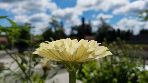 Close-up of flower blooming against sky