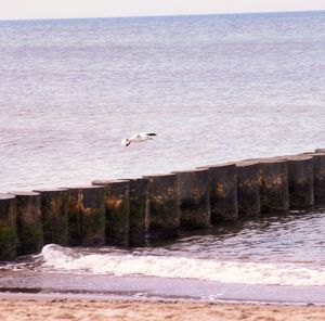 Seagull flying over the sea