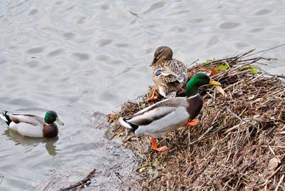High angle view of mallard duck swimming in lake