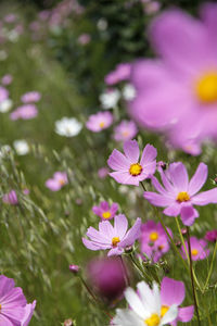 There are some beautiful pink blooming persimmons on the green grass