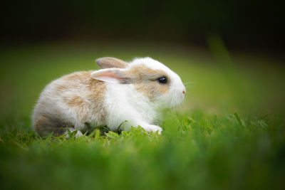 Close-up of bunny on grass