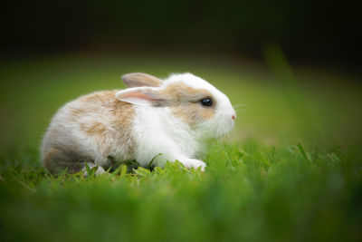 Close-up of an animal on field