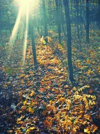 Sun shining through trees in forest