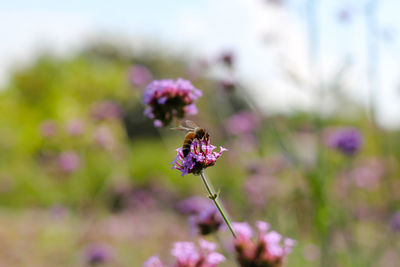 Close-up of insect on purple flowering plant