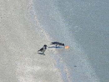 High angle view of black birds on the seashore