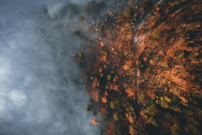 Low angle view of plants against sky