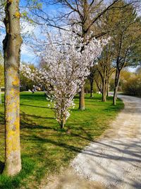 Cherry blossom tree in park