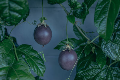 Close-up of passionfruit hanging on tree
