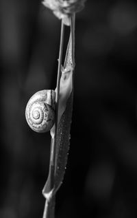 Close-up of snail on plant
