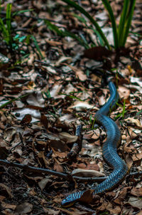 Close-up of snake