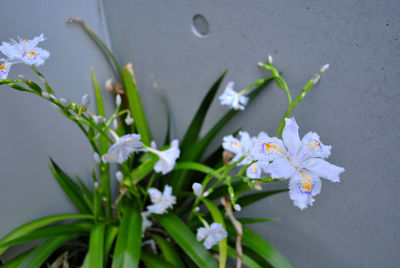 Close-up of white flowering plant