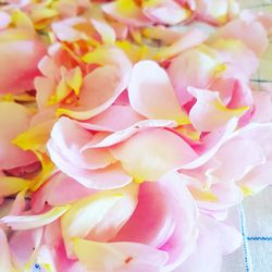 Close-up of pink roses