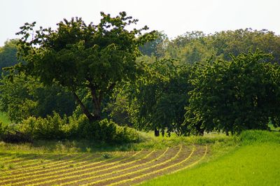 Scenic view of agricultural field against sky