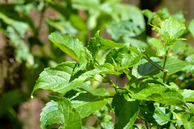 Close-up of leaves