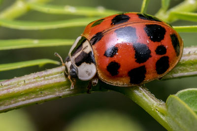 Close-up of ladybug on leaf