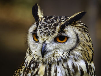 Close-up portrait of owl