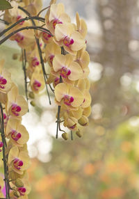 Close-up of pink cherry blossoms in spring
