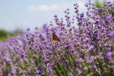 Close-up of bee pollinating on purple flower