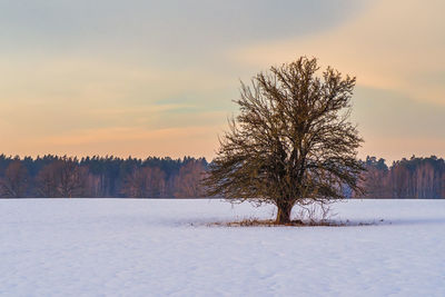 Winter landscape with decorative oak and snow covered.