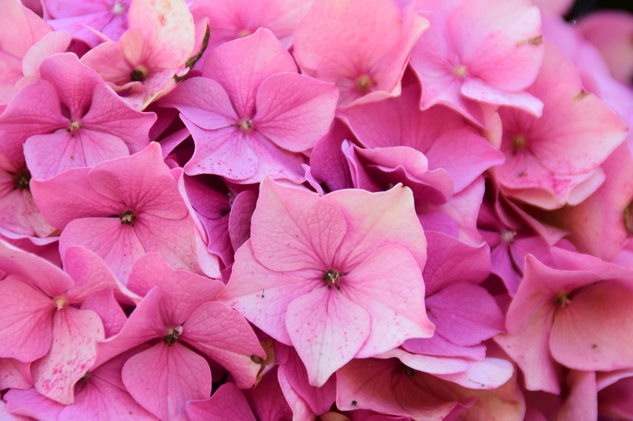 FULL FRAME SHOT OF PINK HYDRANGEAS