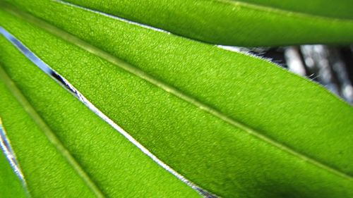 Full frame shot of green leaves