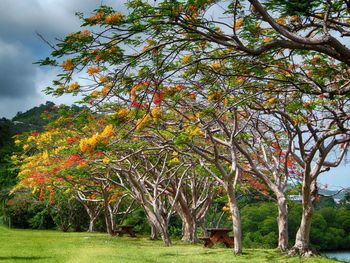 Trees on landscape against sky