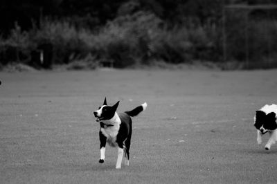 Dog running on field