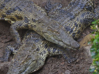 Close-up of crocodile