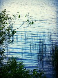 Reflection of trees in lake