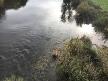 High angle view of river amidst trees