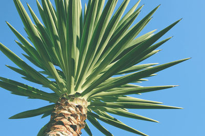 Low angle view of palm tree against blue sky