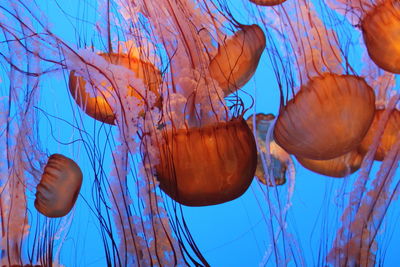 Jellyfish swimming in sea