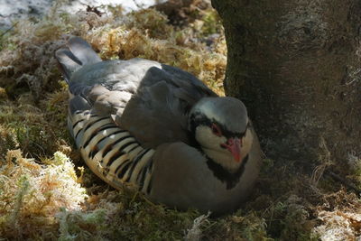 Close-up of a bird on rock