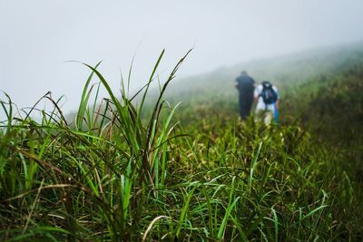 Plants on grassy field