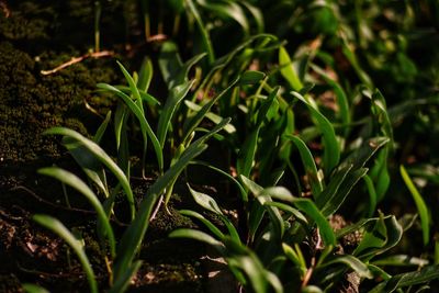 Close-up of plant growing on field