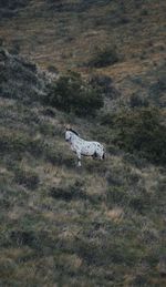 Side view of a horse on field