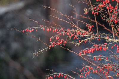 Close-up of plant against blurred background