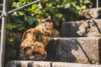 Portrait of cat sitting outdoors