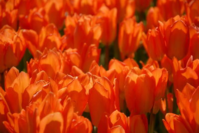 Full frame shot of orange flowers