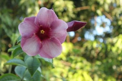 Close-up of pink flowers