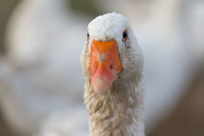 Close-up of duck