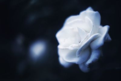 Close-up of white rose blooming at night